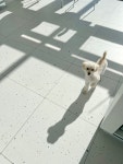 퍼피숑
