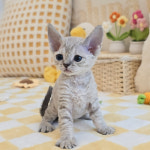 고양이분양 전문 달루나캣츠 왕십리점