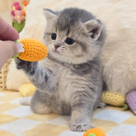 고양이분양 전문 달루나캣츠 왕십리점