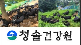 청솔건강원