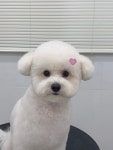 댕스얼랏