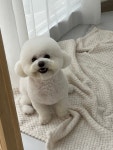 댕스얼랏