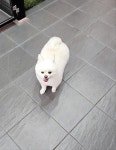 명랑도그
