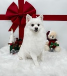 까끄숑 애견 미용실