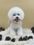 몽블리 펫샵