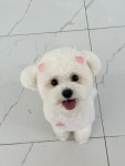 댕스얼랏