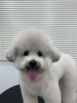 댕스얼랏