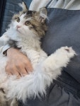 일산고양이 라라캣츠