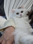 일산고양이 라라캣츠
