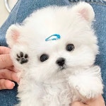 멍그레