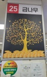 금나무