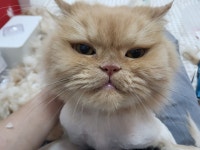 제선현고양이미용실