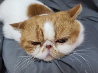 제선현고양이미용실