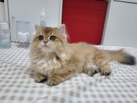 제선현고양이미용실