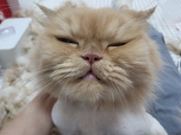 제선현고양이미용실