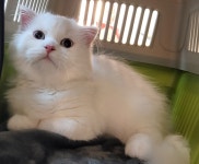 제선현고양이미용실