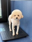 우쭈쭈플렉스 강아지 애견 미용