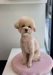 우쭈쭈플렉스 강아지 애견 미용