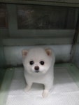 슈가펫살롱