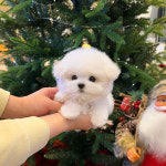 유앤미펫 강아지분양 고양이분양 위례점