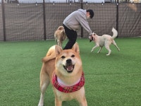 두류댕댕 애견유치원 애견호텔 애견카페