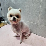 슈가펫살롱