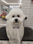 쁘띠르시앙