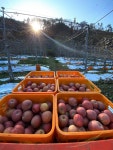 황매산 과수원