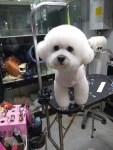 슈가펫살롱