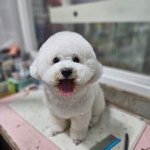 슈가펫살롱