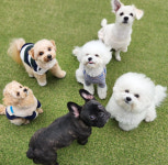 원더독 강아지유치원 호텔