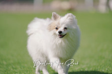 달링 애견유치원/애완견놀이터