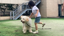 조이 애견방문훈련