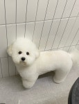 헬로우버디 그루밍센터 분당점