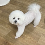 룰루랄라애견미용실