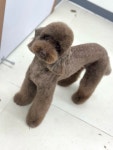 뽀숑뽀숑