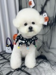 뽀숑뽀숑