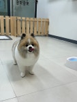 뽀숑뽀숑