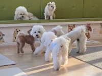 카페소풍 애견유치원&애견호텔&애견돌봄