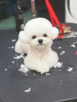 빵이펫살롱