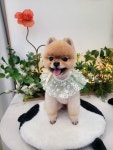 내사랑댕댕이