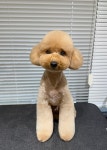 우쭈쭈플렉스 강아지 애견 미용