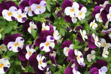 변미숙공인중개사사무소