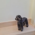 파피포우