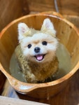펫더헤븐 본점