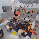 애견유치원&애견호텔&애견미용 멍멍플라워