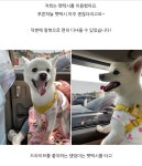 행복한펫택시