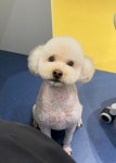 우쭈쭈플렉스 강아지 애견 미용