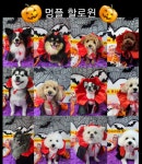 애견유치원&애견호텔&애견미용 멍멍플라워