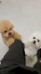 그린펫그루밍